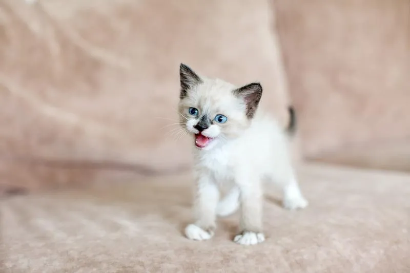 Czy koty naprawdę mają duszę? Filozoficzne i emocjonalne refleksje na temat naszych pupili