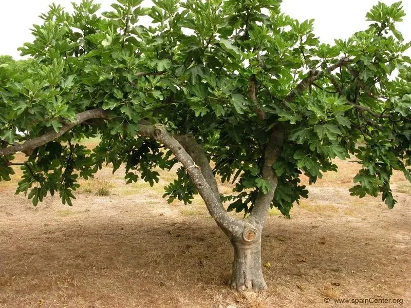 Głębokie znaczenie przypowieści o drzewie figowym – jak odkryć jej interpretację w codziennym życiu