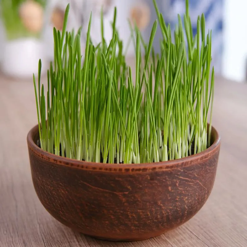 Kiedy siać owies na Wielkanoc, by cieszyć się świeżymi plonami?