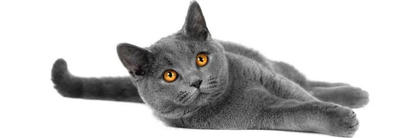 Emocjonalne więzi z kotami i psami