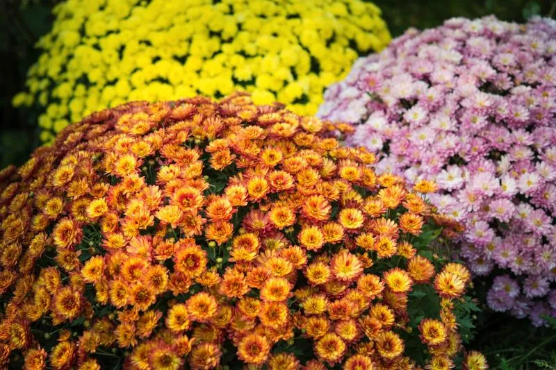 Kwiaty na cmentarz jesienią