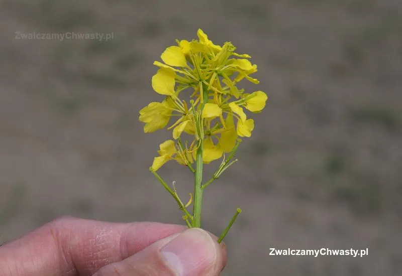 Moc wiary i cierpliwości