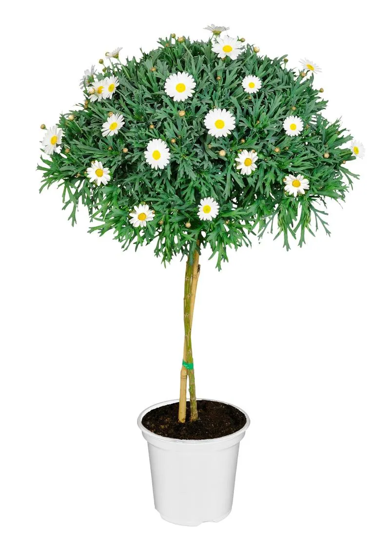 Modlitwa w intencji kapłanów