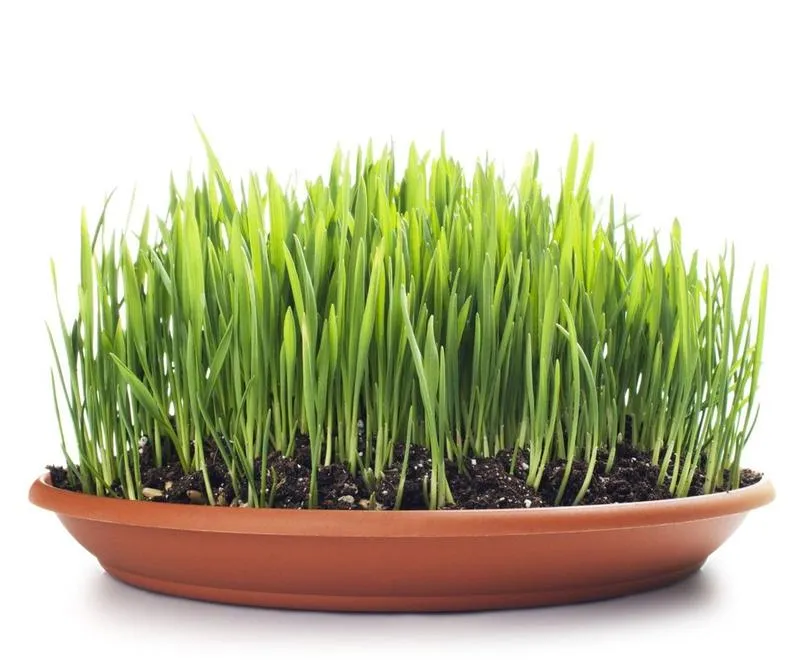 Przygotowanie gleby pod owies