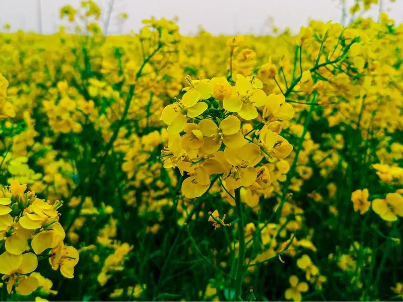 Przypowieść o ziarnku gorczycy