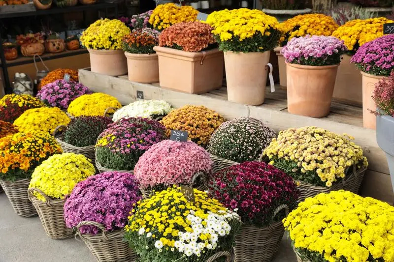 Symbolika kwiatów na cmentarzu